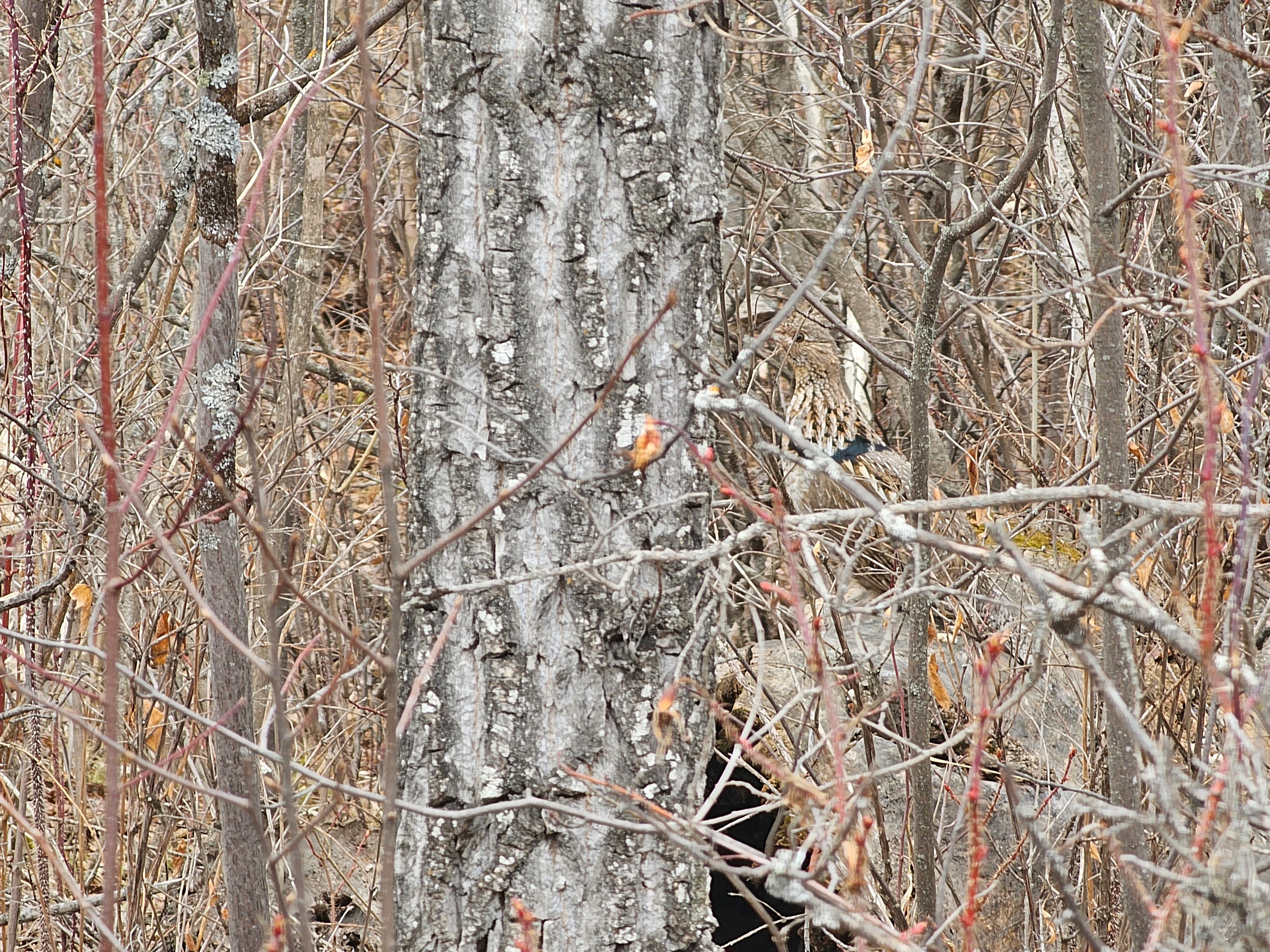 SewnSpruce’s Tips for Bringing the Outdoors Inside
