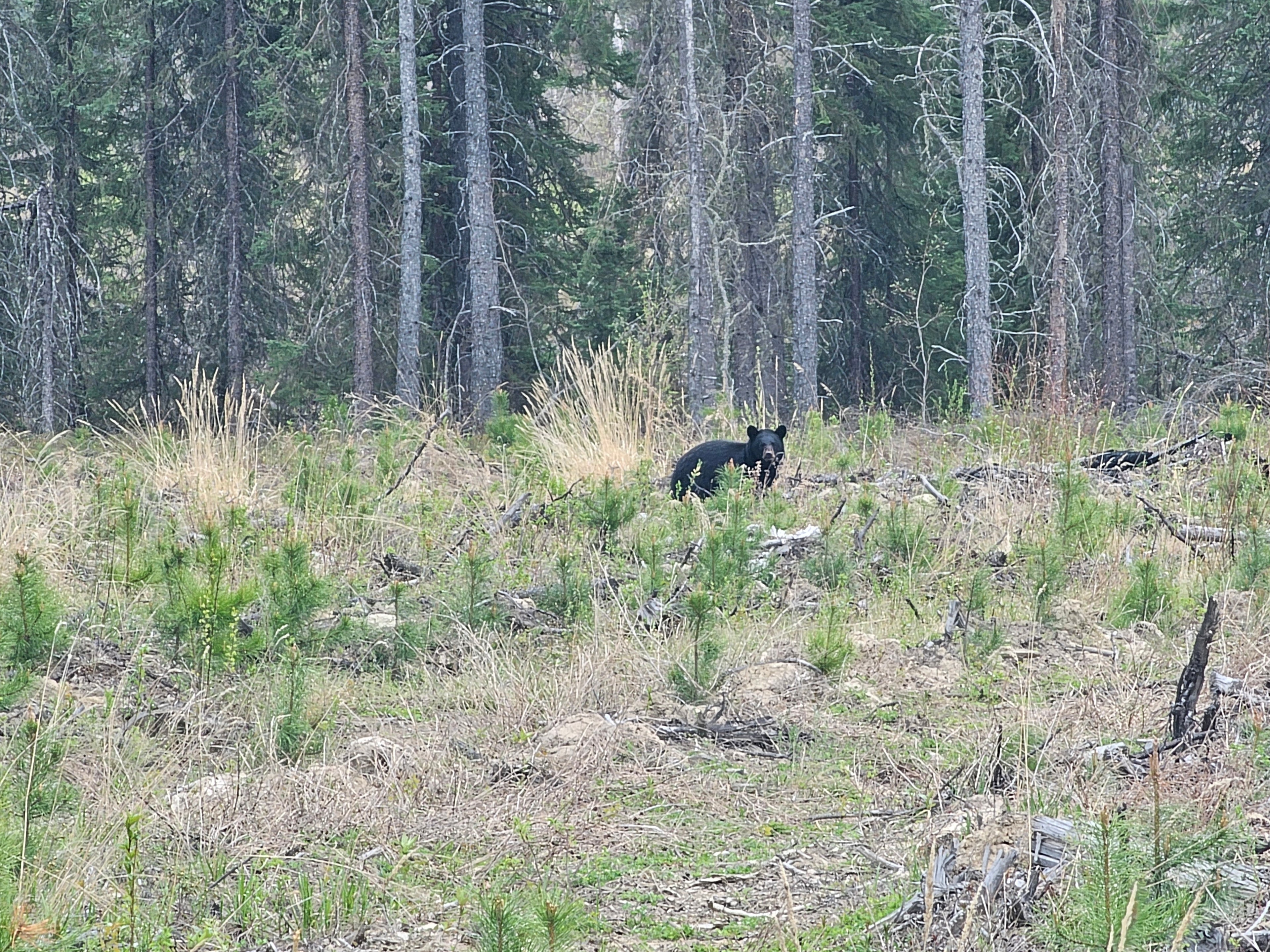 Be Bear Aware this Spring!